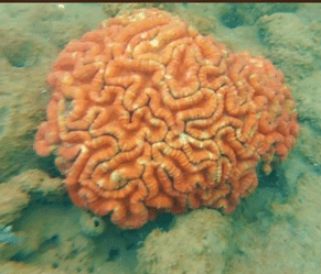 Coral Shot