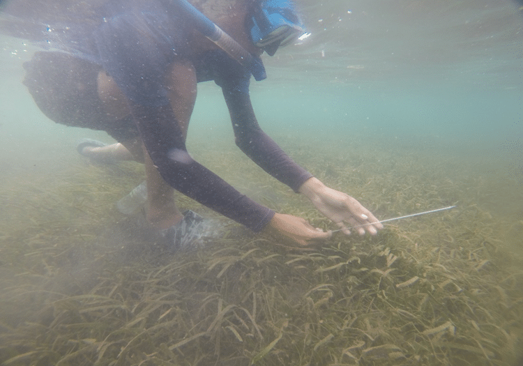 Seagrass Assessment