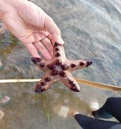 BSMB conducts Field Assessment of Marine Macro-Invertebrates​ 10 - Protoreaster nodosus