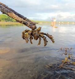 BSMB conducts Field Assessment of Marine Macro-Invertebrates​ 11 - Libinia emarginata