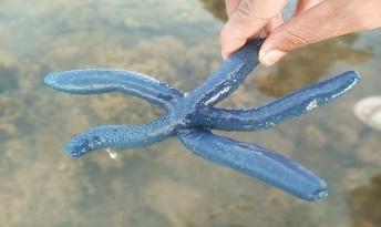 BSMB conducts Field Assessment of Marine Macro-Invertebrates​ 12 - Linckia laevigata