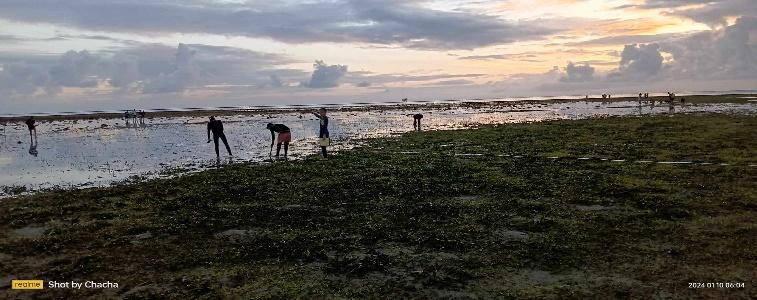 BSMB conducts Field Assessment of Marine Macro-Invertebrates​ 3