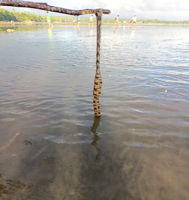 BSMB conducts Field Assessment of Marine Macro-Invertebrates​ 6 - Synapta maculata