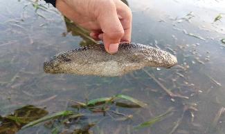 BSMB conducts Field Assessment of Marine Macro-Invertebrates​ 7 - Holothuria scabra