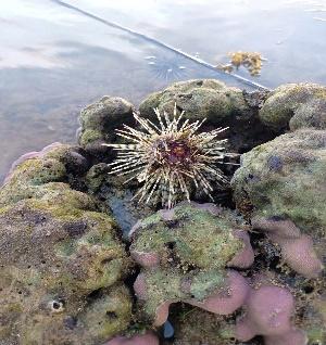 BSMB conducts Field Assessment of Marine Macro-Invertebrates​ 8 - Echinothrix calamaris