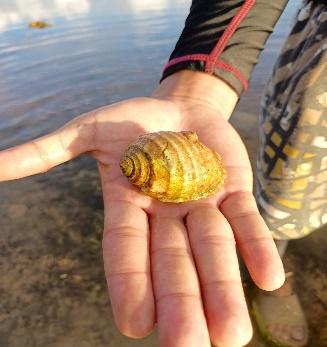 BSMB conducts Field Assessment of Marine Macro-Invertebrates​ 9 - Conch